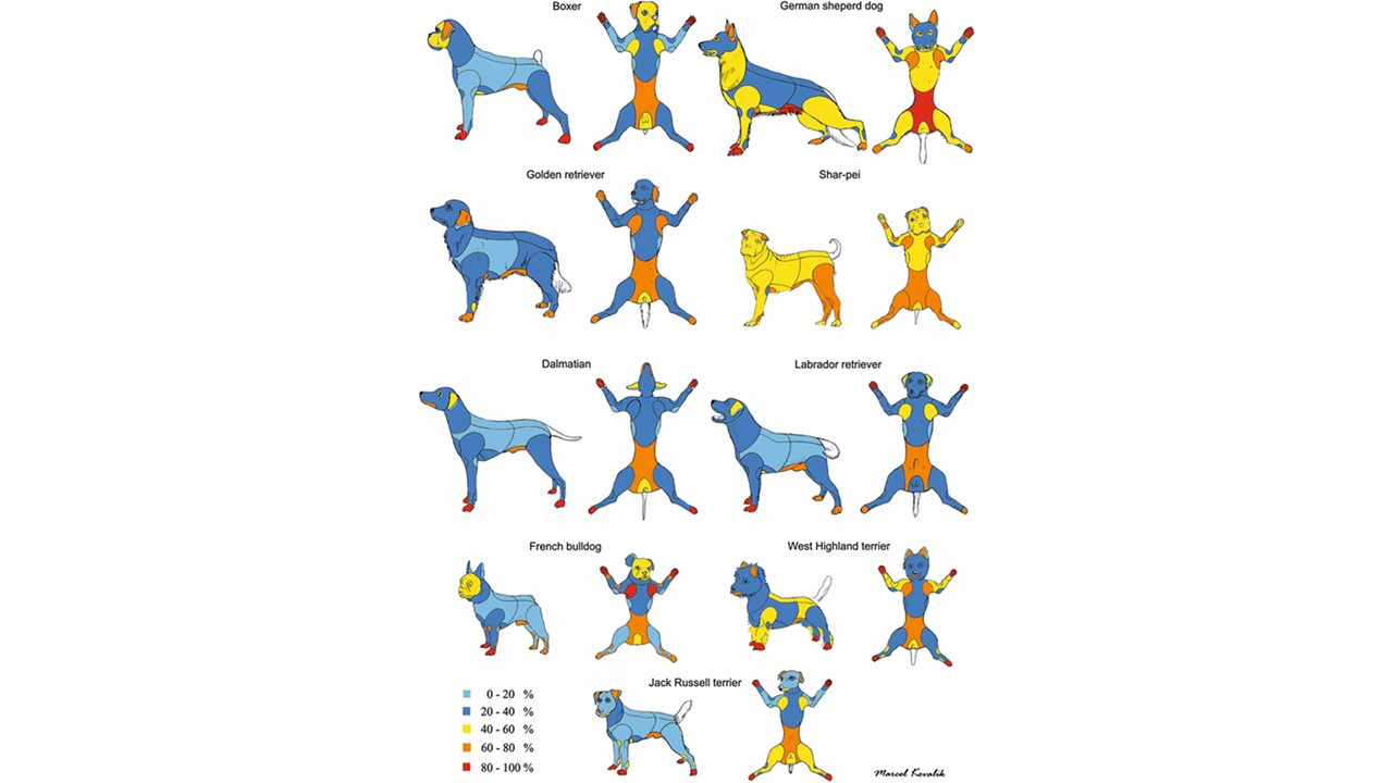 Pruritic_Dog_Webinar_Slide_35.jpg